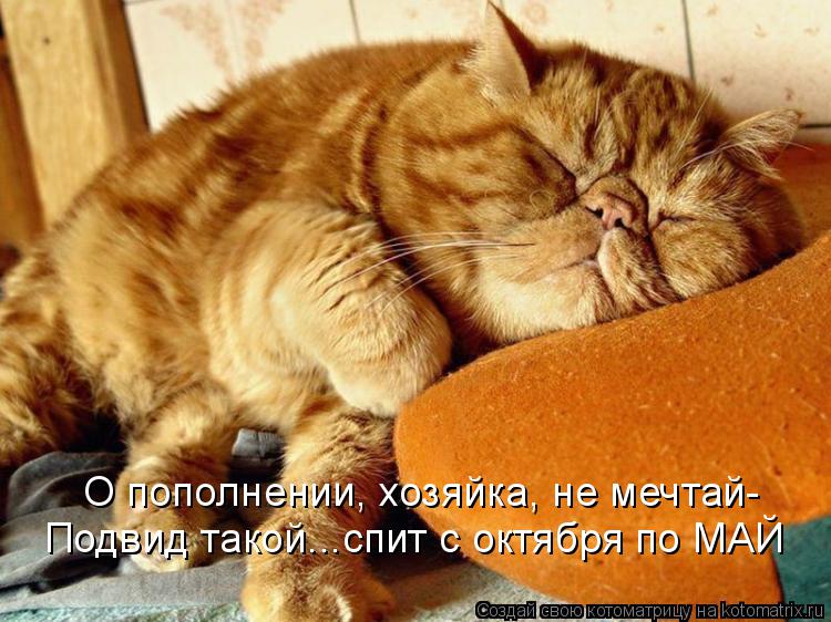 Котоматрица: О пополнении, хозяйка, не мечтай- Подвид такой...спит с октября по МАЙ