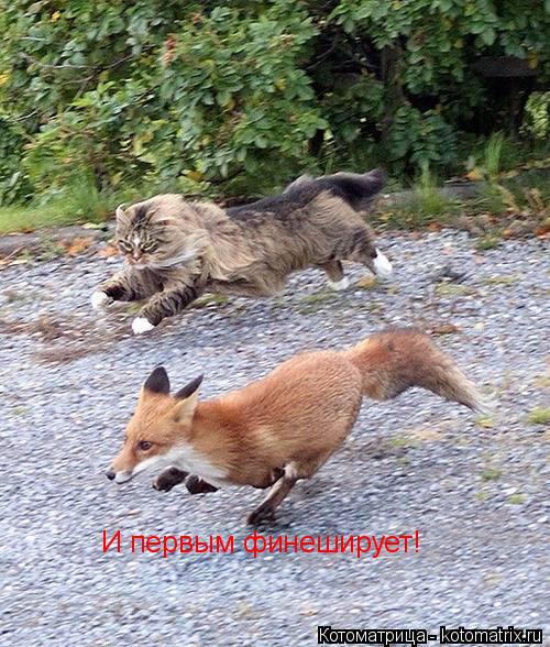 Котоматрица: И первым финеширует!
