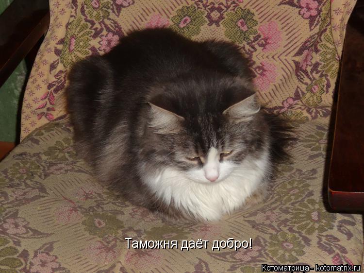 Котоматрица: Таможня даёт добро!