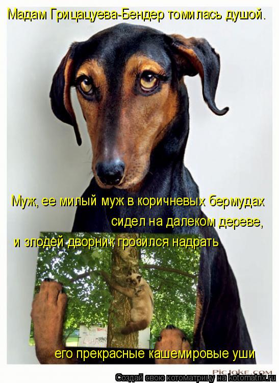 Котоматрица: Мадам Грицацуева-Бендер томилась душой.  Муж, ее милый муж в коричневых бермудах  сидел на далеком дереве, и злодей дворник грозился надрать