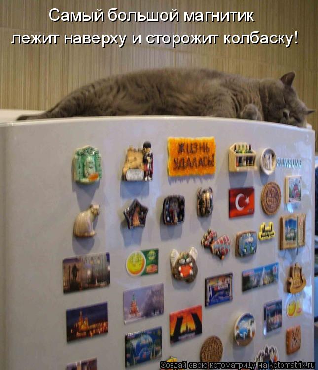 Котоматрица: Самый большой магнитик лежит наверху и сторожит колбаску!