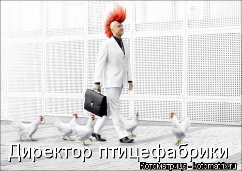 Котоматрица: Директор птицефабрики