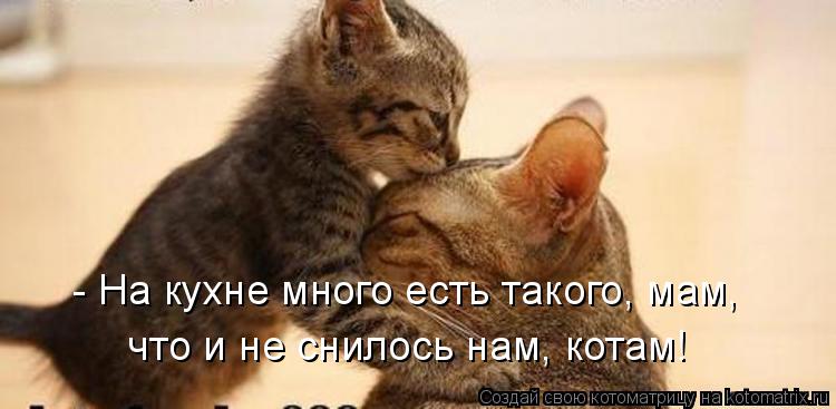 Котоматрица: - На кухне много есть такого, мам, что и не снилось нам, котам!