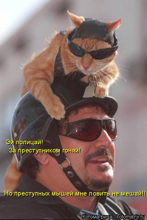 Котоматрица: Эй полицай! За преступником гоняй! Но преступных мышей мне ловить не мешай!!!