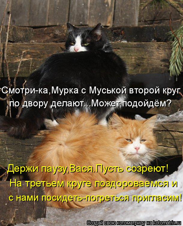 Котоматрица: Держи паузу,Вася.Пусть созреют! На третьем круге поздороваемся и с нами посидеть-погреться пригласим! Смотри-ка,Мурка с Муськой второй круг