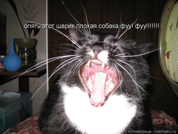 Котоматрица: опять этот шарик плохая собака фуу! фуу!!!!!!!
