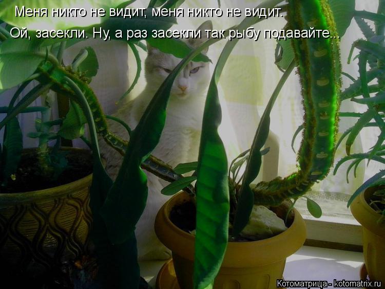 Котоматрица: Меня никто не видит, меня никто не видит.  Ой, засекли. Ну, а раз засекли так рыбу подавайте...