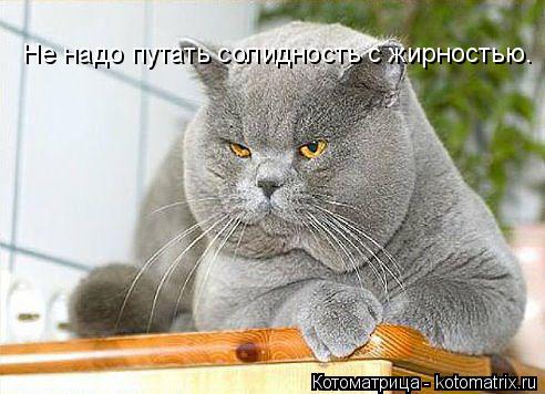 Котоматрица: Не надо путать солидность с жирностью.