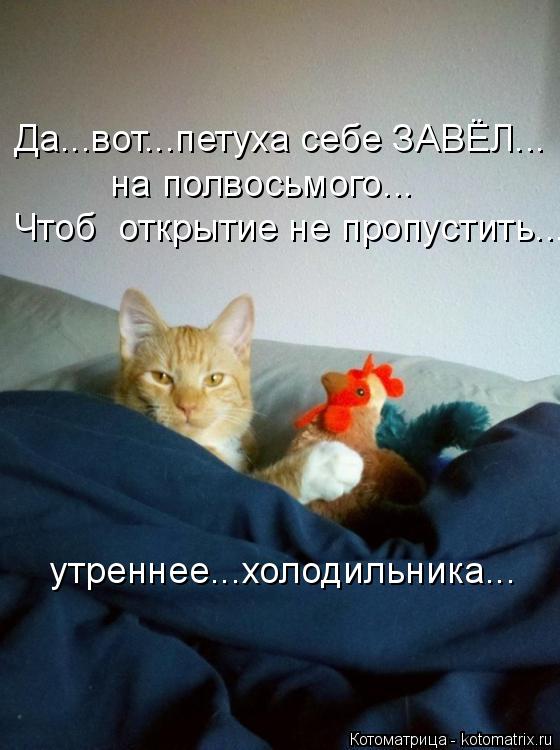 Котоматрица: Да...вот...петуха себе ЗАВЁЛ... на полвосьмого... Чтоб  открытие не пропустить...  утреннее...холодильника...