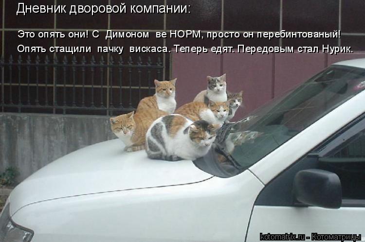 Котоматрица: Дневник дворовой компании: Это опять они! С  Димоном  ве НОРМ, просто он перебинтованый! Опять стащили  пачку  вискаса. Теперь едят. Передовым