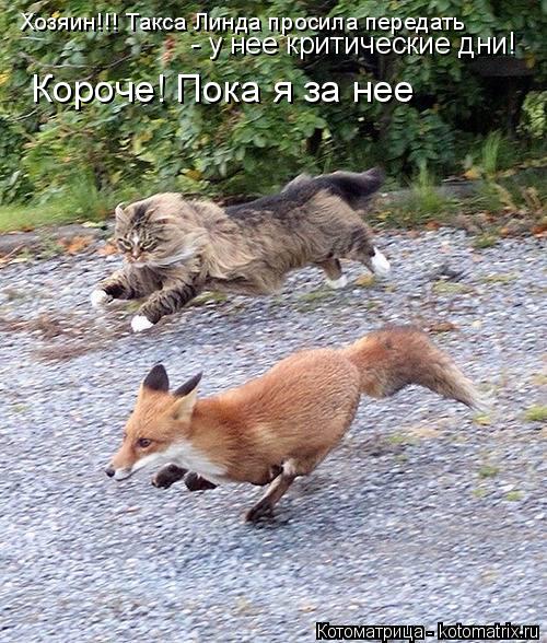 Котоматрица: Хозяин!!! Такса Линда просила передать - у нее критические дни! Короче! Пока я за нее