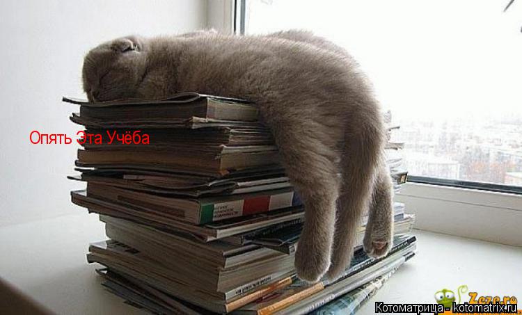 Котоматрица: Опять Эта Учёба