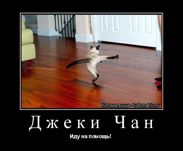 Котоматрица: Джеки Чан Иду на помощь! 