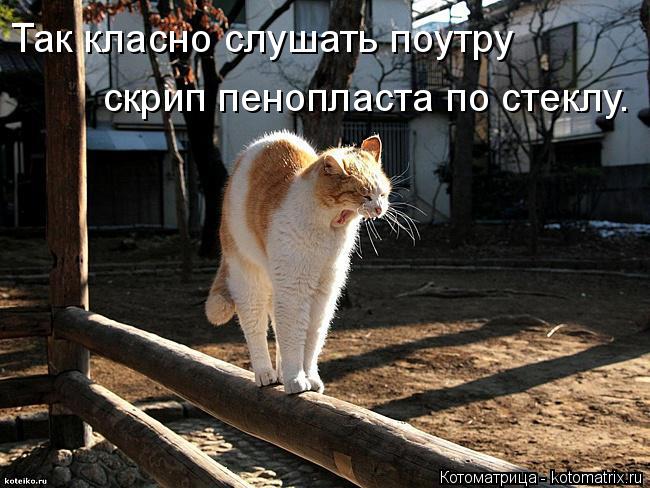 Котоматрица: Так класно слушать поутру  скрип пенопласта по стеклу.
