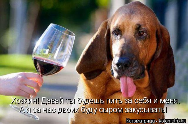 Котоматрица: Хозяин! Давай ты будешь пить за себя и меня. А я за нас двоих буду сыром закусывать!