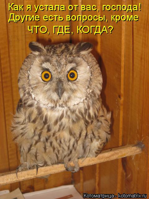Котоматрица: Как я устала от вас, господа! Другие есть вопросы, кроме ЧТО, ГДЕ, КОГДА?