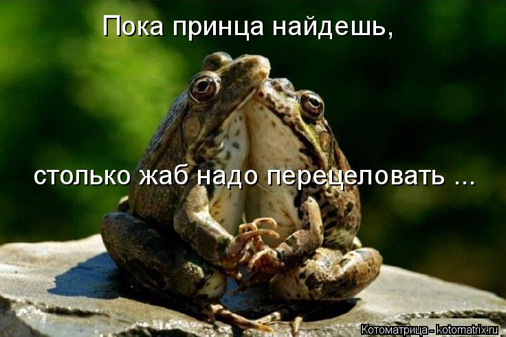 Котоматрица: Пока принца найдешь,  столько жаб надо перецеловать ...