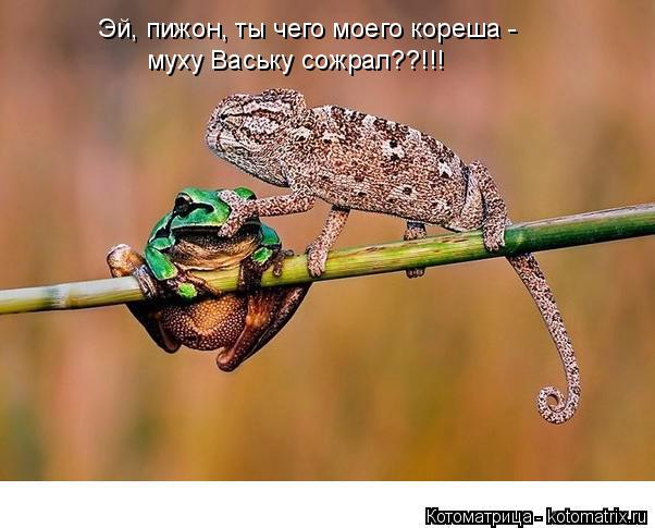 Котоматрица: Эй, пижон, ты чего моего кореша -   муху Ваську сожрал??!!!
