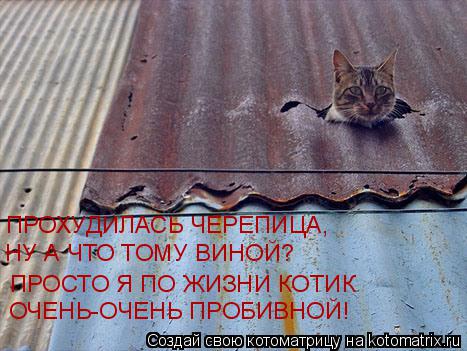 Котоматрица: ПРОХУДИЛАСЬ ЧЕРЕПИЦА, НУ А ЧТО ТОМУ ВИНОЙ? ПРОСТО Я ПО ЖИЗНИ КОТИК ОЧЕНЬ-ОЧЕНЬ ПРОБИВНОЙ!