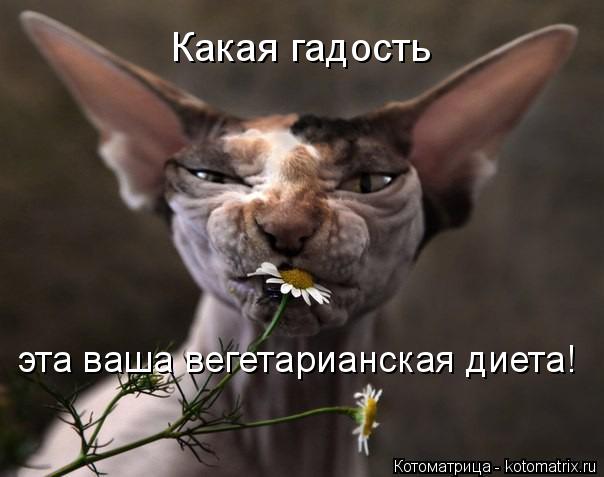 Котоматрица: Какая гадость  эта ваша вегетарианская диета!