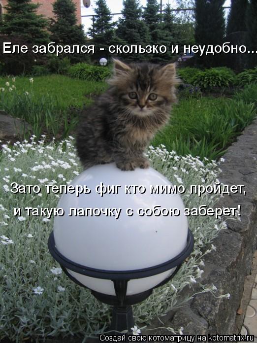 Котоматрица: Еле забрался - скользко и неудобно... Зато теперь фиг кто мимо пройдет,  и такую лапочку с собою заберет!
