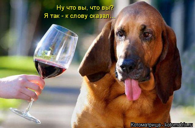 Котоматрица: Ну что вы, что вы? Я так - к слову сказал...