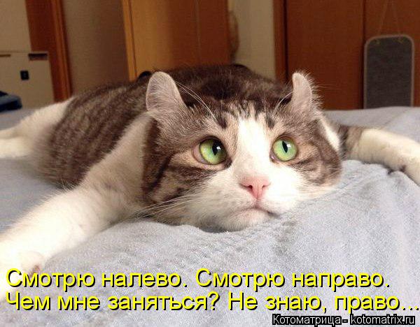Котоматрица: Чем мне заняться? Не знаю, право... Смотрю налево. Смотрю направо.