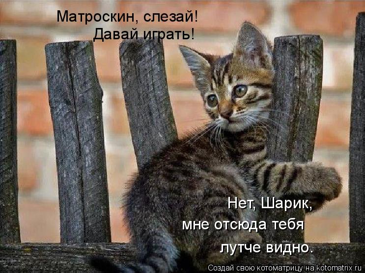 Котоматрица: Матроскин, слезай! Давай играть! Нет, Шарик,  мне отсюда тебя  лутче видно.
