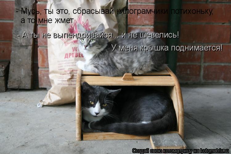 Котоматрица: - Мусь, ты это, сбрасывай килограмчики потихоньку, а то мне жмет - А ты не выпендривайся... и не шевелись! У меня крышка поднимается!