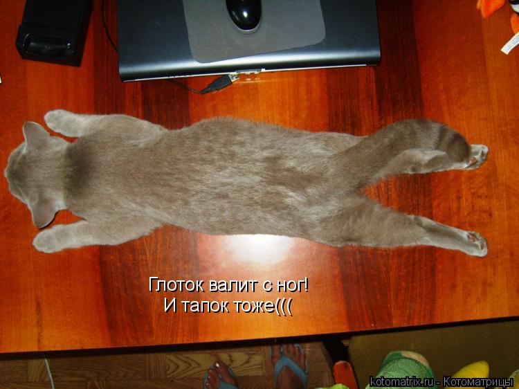 Котоматрица: Глоток валит с ног! И тапок тоже(((