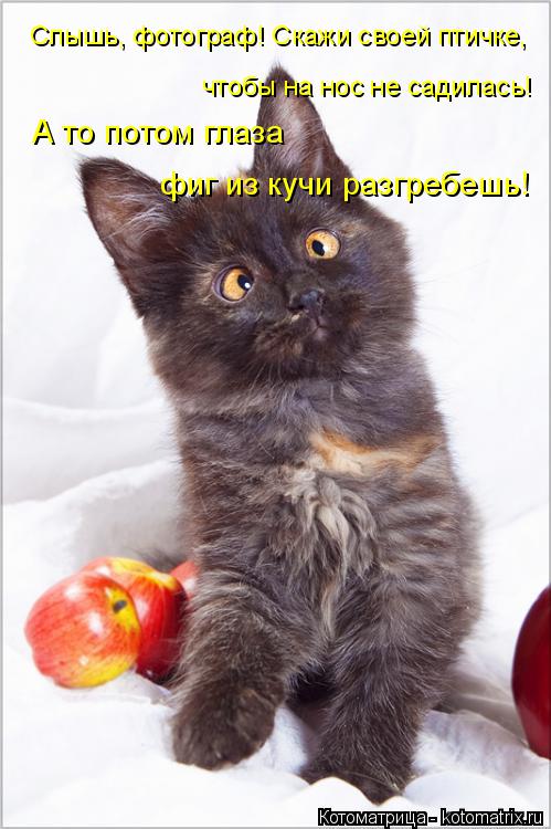 Котоматрица: Слышь, фотограф! Скажи своей птичке, чтобы на нос не садилась! А то потом глаза фиг из кучи разгребешь!