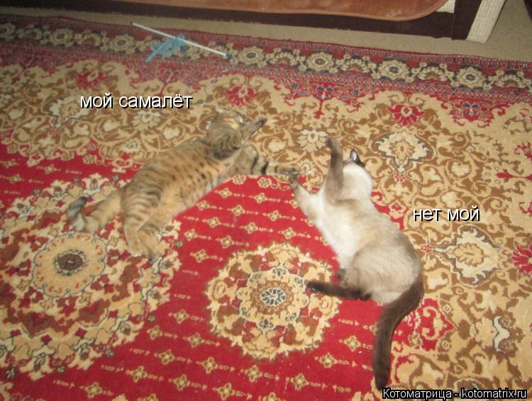Котоматрица: мой самалёт нет мой