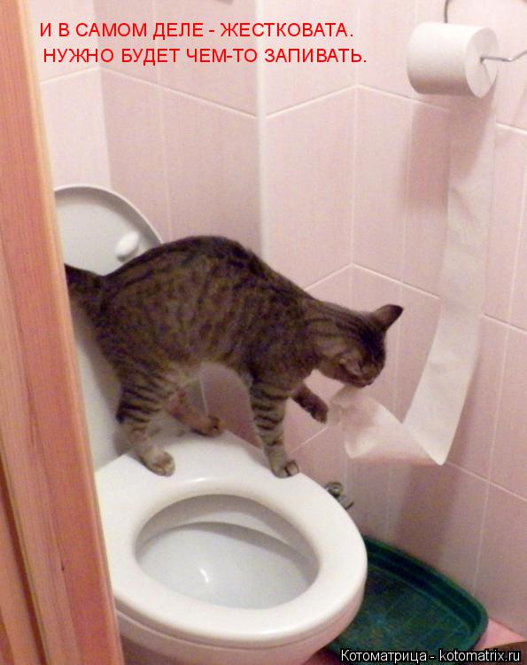 Котоматрица: И В САМОМ ДЕЛЕ - ЖЕСТКОВАТА. НУЖНО БУДЕТ ЧЕМ-ТО ЗАПИВАТЬ.