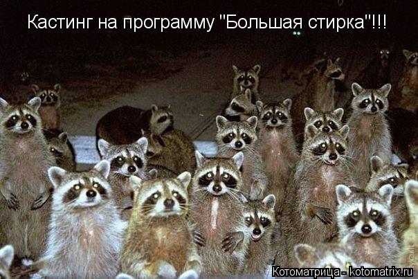 Котоматрица: Кастинг на программу "Большая стирка"!!!