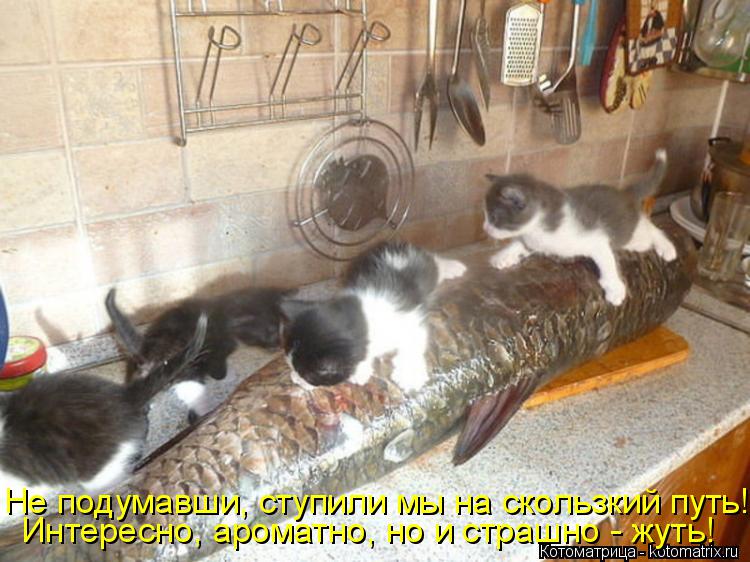Котоматрица: Интересно, ароматно, но и страшно - жуть! Не подумавши, ступили мы на скользкий путь!
