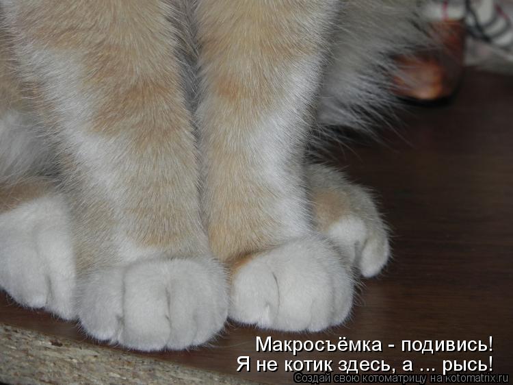 Котоматрица: Макросъёмка - подивись! Я не котик здесь, а ... рысь!