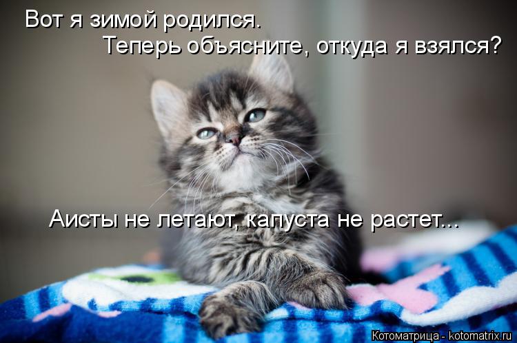 Котоматрица: Вот я зимой родился.   Теперь объясните, откуда я взялся?  Аисты не летают, капуста не растет...
