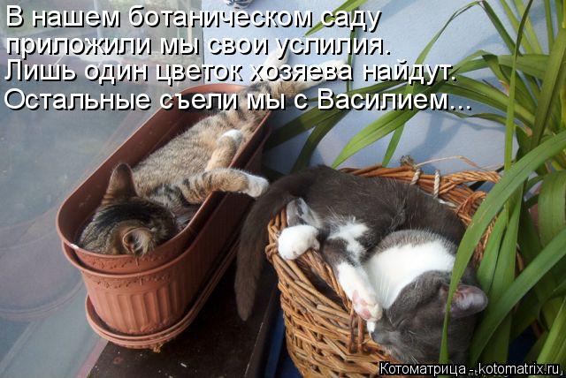 Котоматрица: В нашем ботаническом саду Лишь один цветок хозяева найдут. приложили мы свои услилия. Остальные съели мы с Василием...