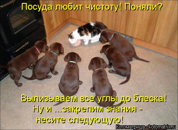 Котоматрица: Посуда любит чистоту! Поняли? Вылизываем все углы до блеска!  Ну и ...закрепим знания - несите следующую!