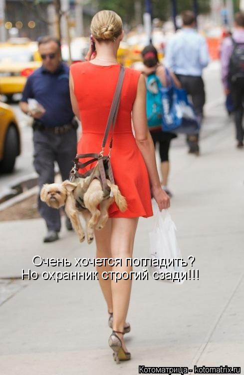 Котоматрица: Очень хочется погладить? Но охранник строгий сзади!!!