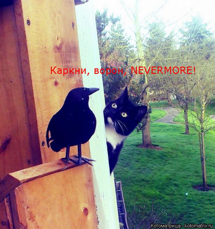 Котоматрица: Каркни, ворон, NEVERMORE!