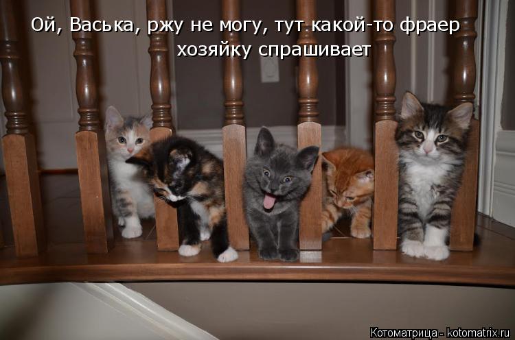 Котоматрица: Ой, Васька, ржу не могу, тут какой-то фраер хозяйку спрашивает