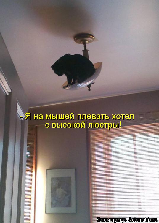 Котоматрица: - Я на мышей плевать хотел с высокой люстры!
