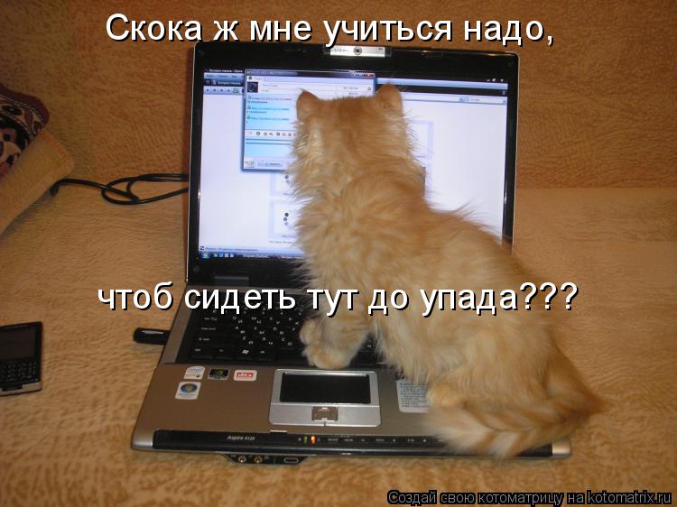 Котоматрица: Скока ж мне учиться надо,  чтоб сидеть тут до упада???