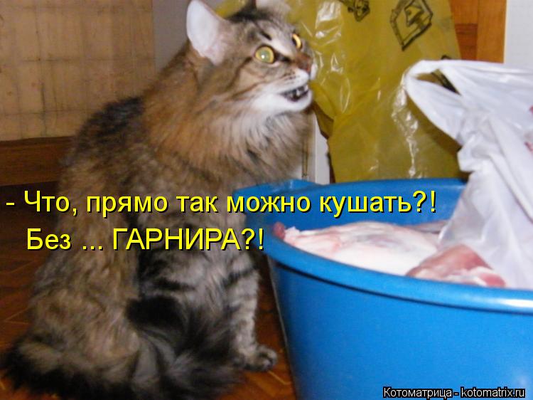 Котоматрица: - Что, прямо так можно кушать?! Без ... ГАРНИРА?!