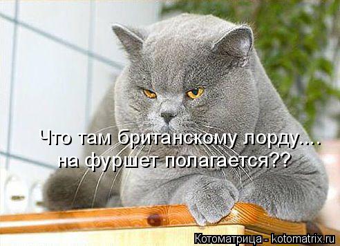 Котоматрица: Что там британскому лорду.... на фуршет полагается??
