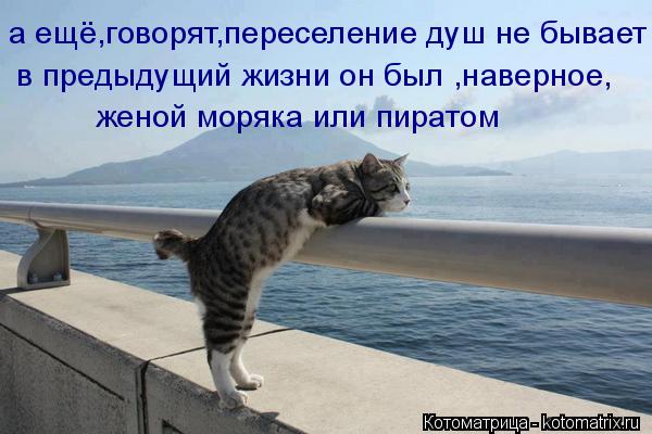 Котоматрица: а ещё,говорят,переселение душ не бывает в предыдущий жизни он был ,наверное, женой моряка или пиратом
