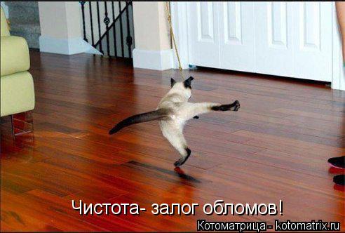 Котоматрица: Чистота- залог обломов!