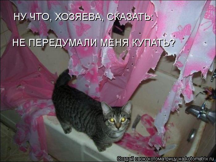 Котоматрица: НУ ЧТО, ХОЗЯЕВА, СКАЗАТЬ: НЕ ПЕРЕДУМАЛИ МЕНЯ КУПАТЬ?