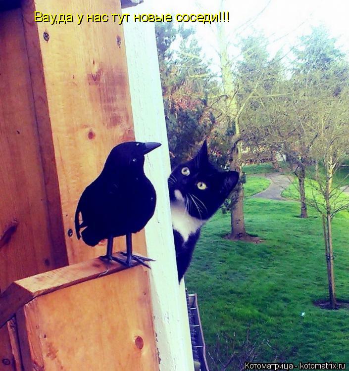 Котоматрица: Вау,да у нас тут новые соседи!!!
